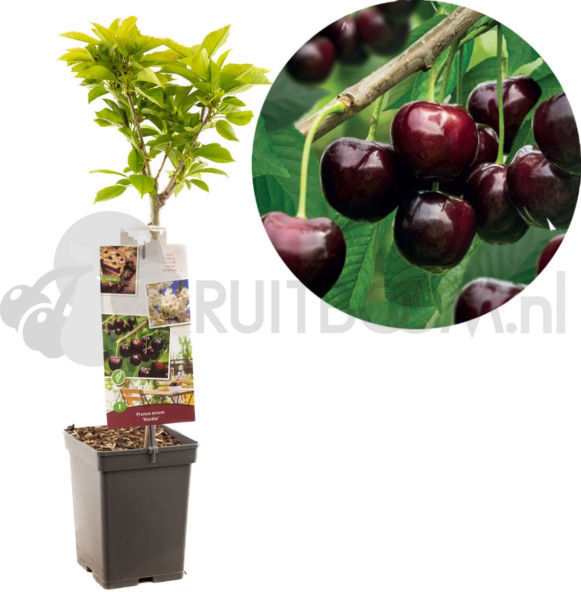 Prunus avium Kordia Patio Fruithof