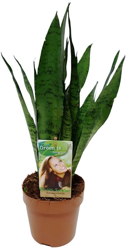 Sansevieria Zeylanica - Hoogte 60cm - Pot 17cm
