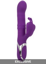 CalExotics - Enchanted - Flutter