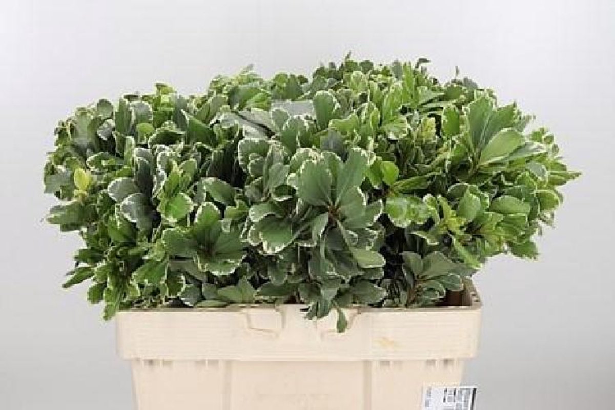 50x Sg pittosp.ilan 40cm