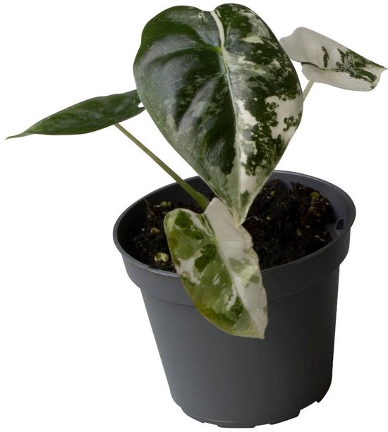 Alocasia Frydek Variegata - Hoogte 12cm - Pot 6cm