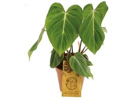 Philodendron Gloriosum - Hoogte 50cm - Pot 15cm