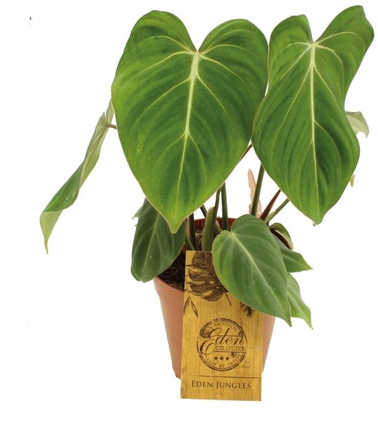 Philodendron Gloriosum - Hoogte 50cm - Pot 15cm
