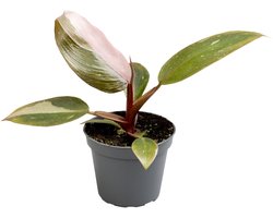Philodendron Pink Princess - Hoogte 12cm - Pot 6cm