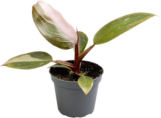 Philodendron Pink Princess