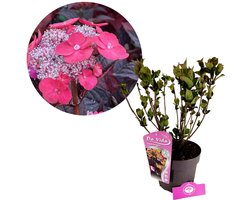 Hydrangea serrata 'Daredevil', Japanse berghortensia, 3 liter pot