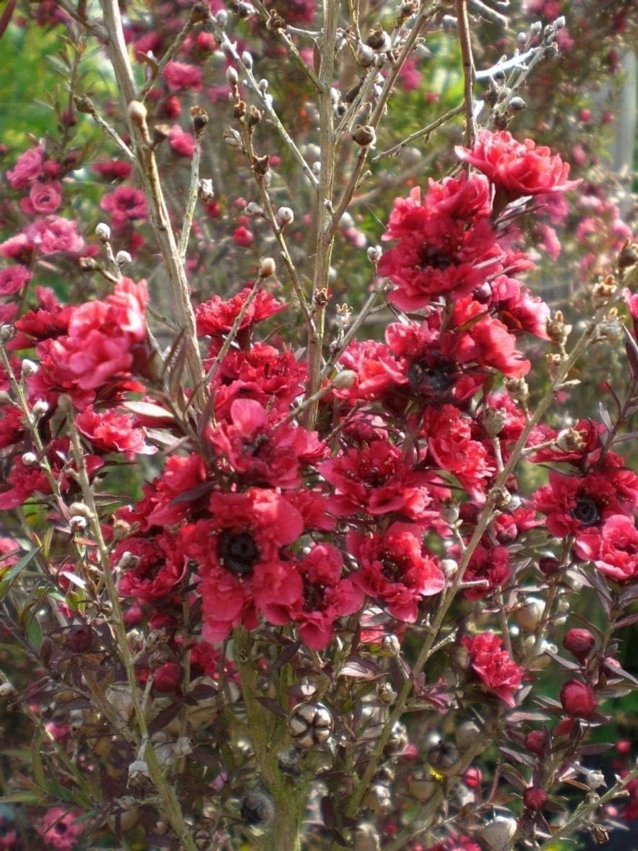 Generic Leptospermum scoparium Crimson - Nuova Zelanda Tea Tree, Manuka