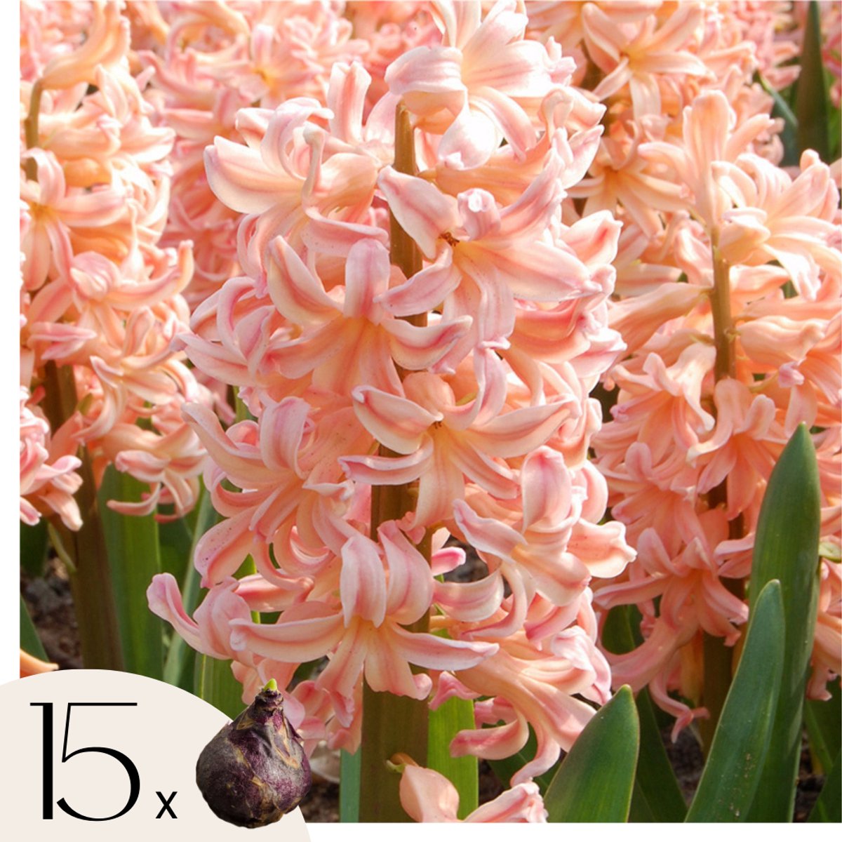 Plant in a Box - Hyacinthus Gipsy Queen - 15x Winterharde Bloembollen Hyacinten - Vroegbloeiende bloembollen voor de Tuin