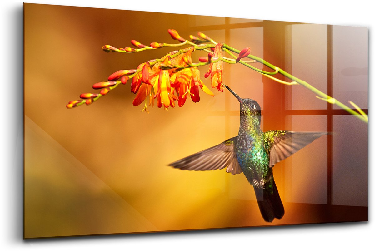 Wallfluent Glasschilderij - Kolibrie Foto Op Glas - 120x60 cm - Oranje Horizontale muurfoto - Dieren Schilderij Op Glas - Glazen Schilderij - Schilderij Glas