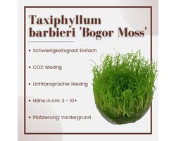 In Vitro Aquarium Plant Set 2 Stuks Waterplant Mos voor Aquarium