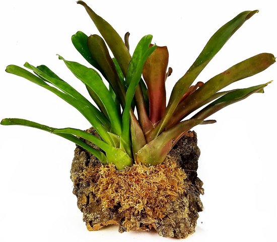 OFFCUP Mospalen, 4 steunen voor klimplanten, mosstangen met 2 planten en 12 etiketten, mospoel, stapelbare plantenstokken van kunststof (wit