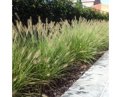 12x Pennisetum ‘Hameln’ – Elegant Siergras voor Tuin en Borders – P9 / 0,5L Pot