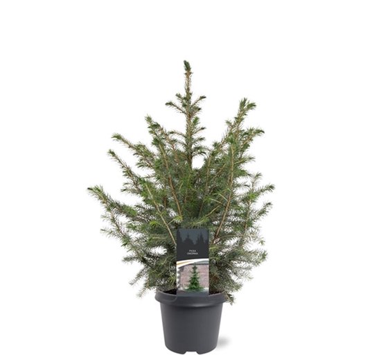 Picea omorika in pot - 80-90 cm