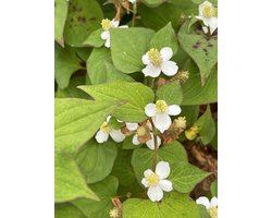 6 x Houttuynia cordata - Leidsplantje , Moerasanemoon | 9x9 cm pot