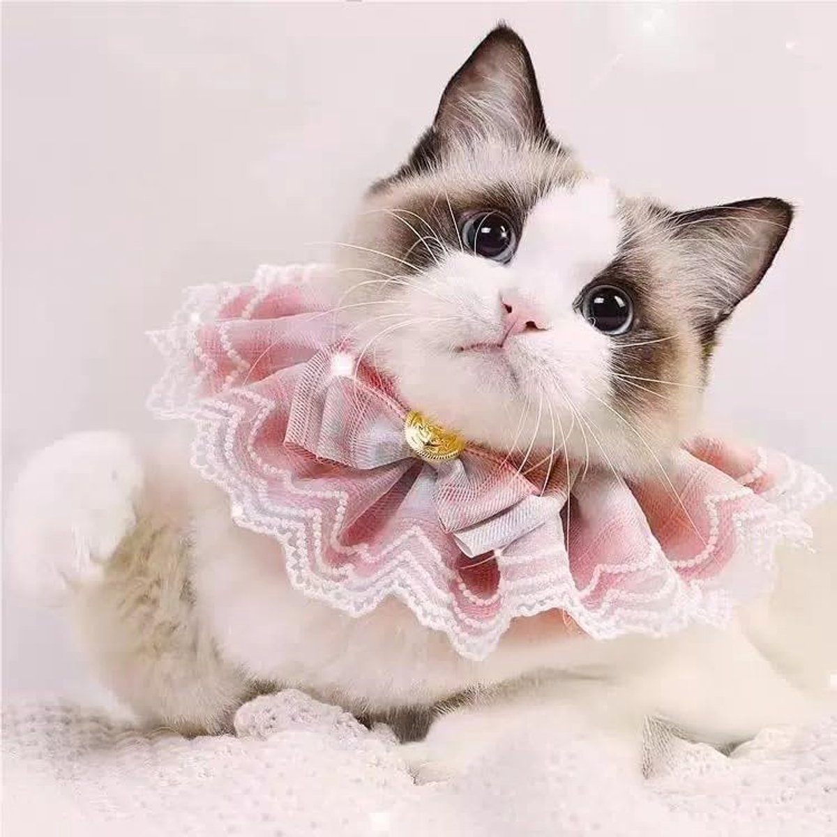 Daity Een kattenaccessoire, een halsband voor katten, geschikt voor katten en kleine honden - elegant ontwerp met kanten ruches, maat M, nekomtrek 25-30 cm, vintage stijl, geschikt voor Yorkshire Terriers, Ragdoll katten, enz. (roze)