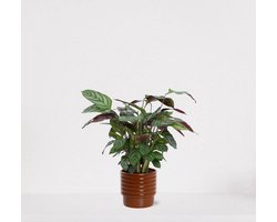 Calathea Compactstar in luxe sierpot Naemi Terra – luchtzuiverende kamerplant – pauwenplant – living plant - 35-45cm - Ø13 – geleverd met plantenpot – vers uit de kwekerij