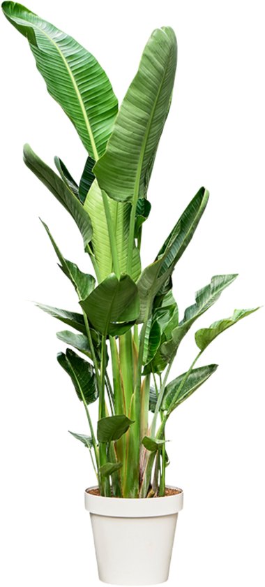 Strelitzia Nicolai/Augusta 180 cm hoog ...de populairste plant van dit moment. Gratis persoonlijke bezorging om beschadiging te voorkomen en met verzorgingsinstructies. bezorging
