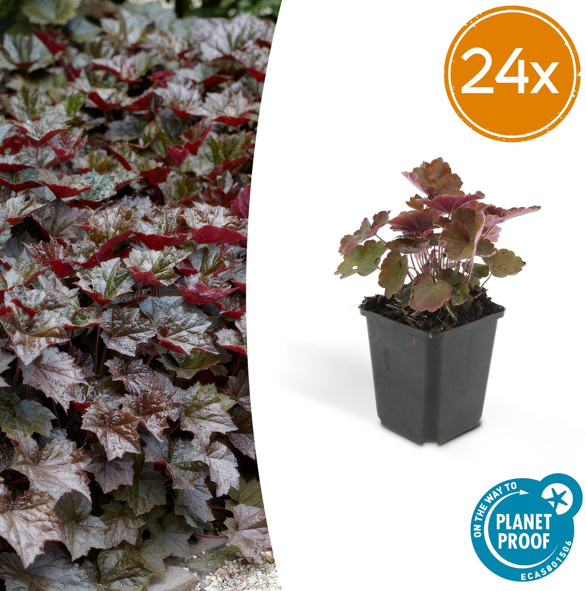 24 Stuks Sierlijk PaasKlokje, Diep Paars/Brons Blad, Bodembedekker, Heuchera mic. Palace Purple - 10-25cm - Ø9cm