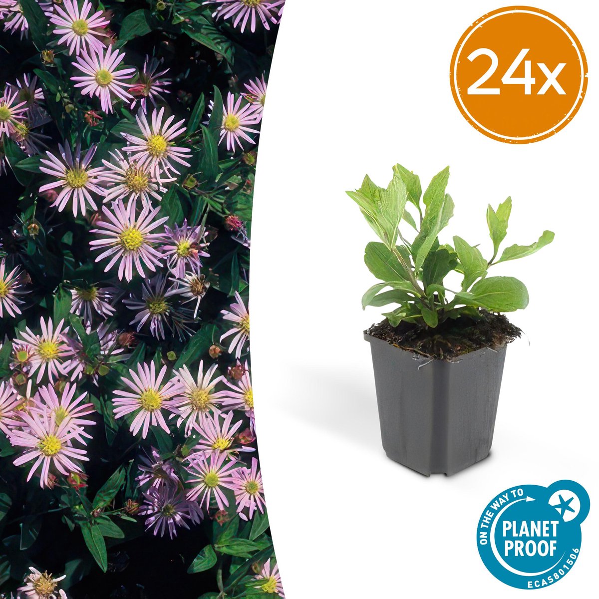 24x Herfstaster Aster ageratoides Asran 25cm - Ø9cm - vaste plant voor je tuin