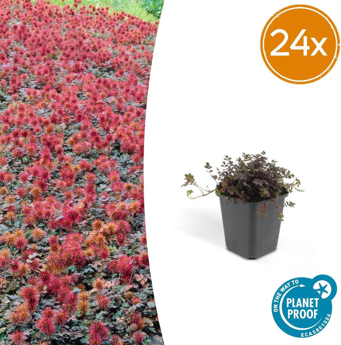 Koperkleurige Stekelnoot, Laagblijvende Bodembedekker, Roodbruine Stekelige Zaadhoofdjes, Acaena microphylla Kupferteppich - 25cm - Ø9cm - 24x