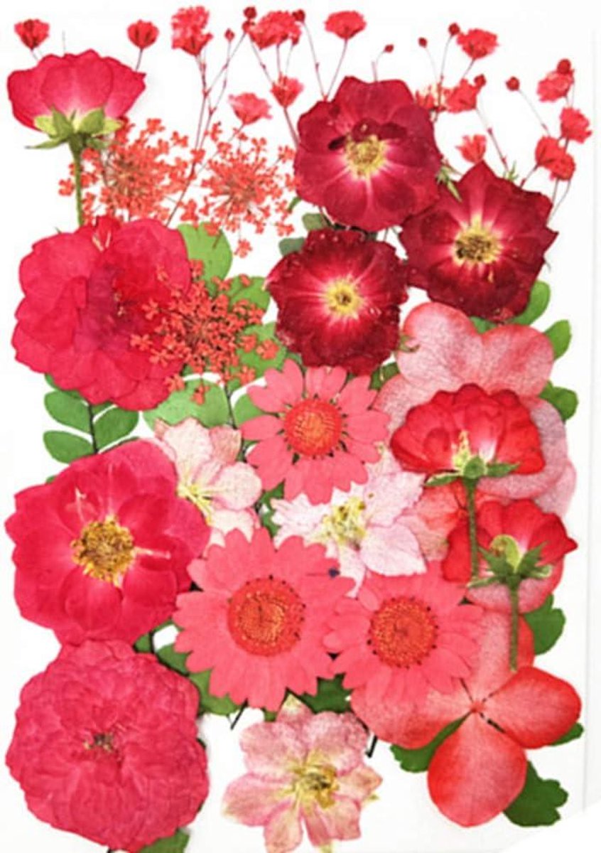 Cosensi - Gedroogde geperste bloemen voor bloemendecoratie kunst knutselen scrapbooking DIY kaars hars handwerk (rood) met 3D effect