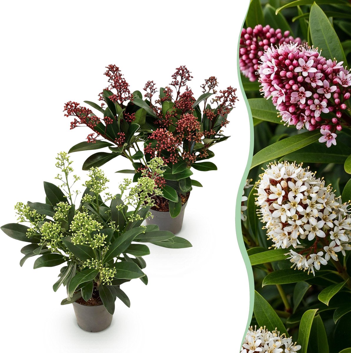 Plantenboetiek.nl | Skimmia japonica Duo - Bloem Wit & Rood - 10+ Bloemen - 2 Planten - Winterhard - Ø10,5cm - 25cm hoog - Tuinplant