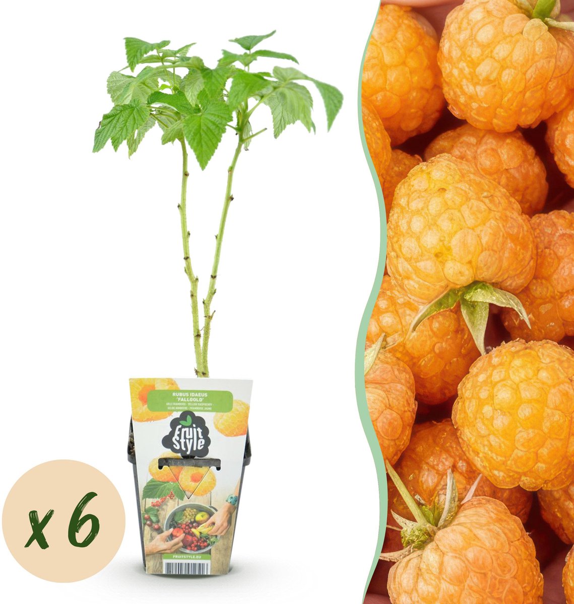 Plantenboetiek.nl | Framboos - Rubus idaeus Fallgold - Winterhard - 6 Planten - Ø9cm - 15-25cm hoog - Tuinplant