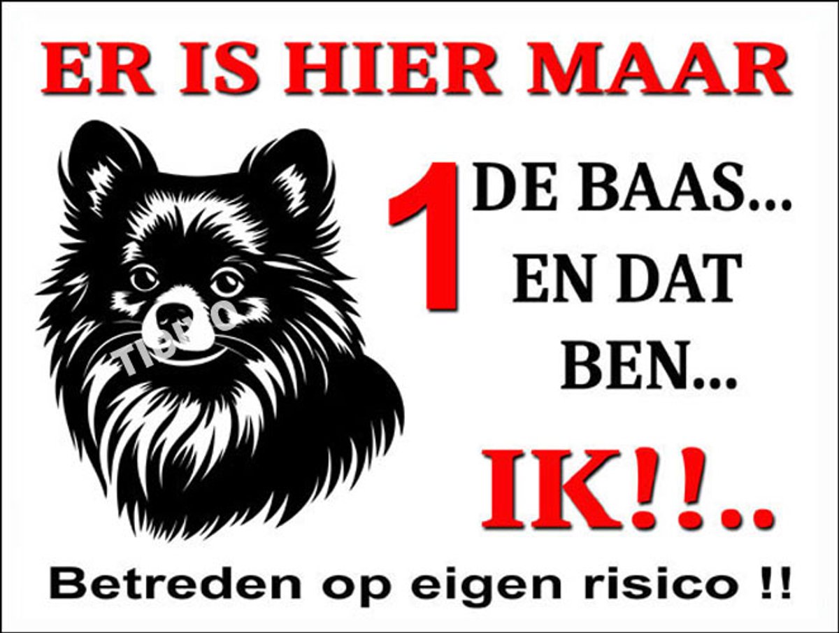 Dwergkeeshond 26