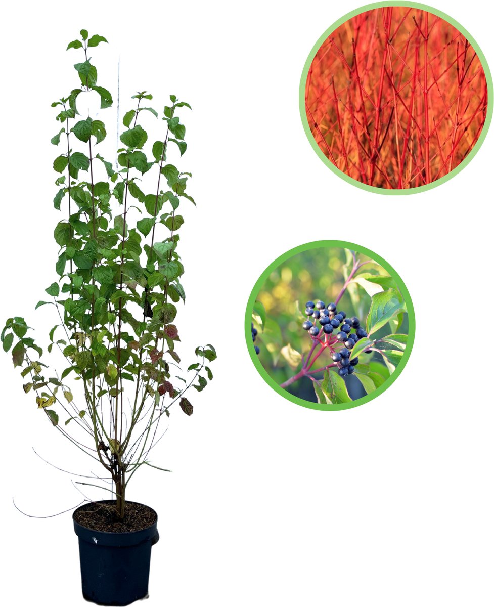 Rode kornoelje 80-100 cm (in pot) - Cornus sanguinea - Ø26 cm - inheemse plant - biodiversiteit in je tuin - witte bloemen in de lente