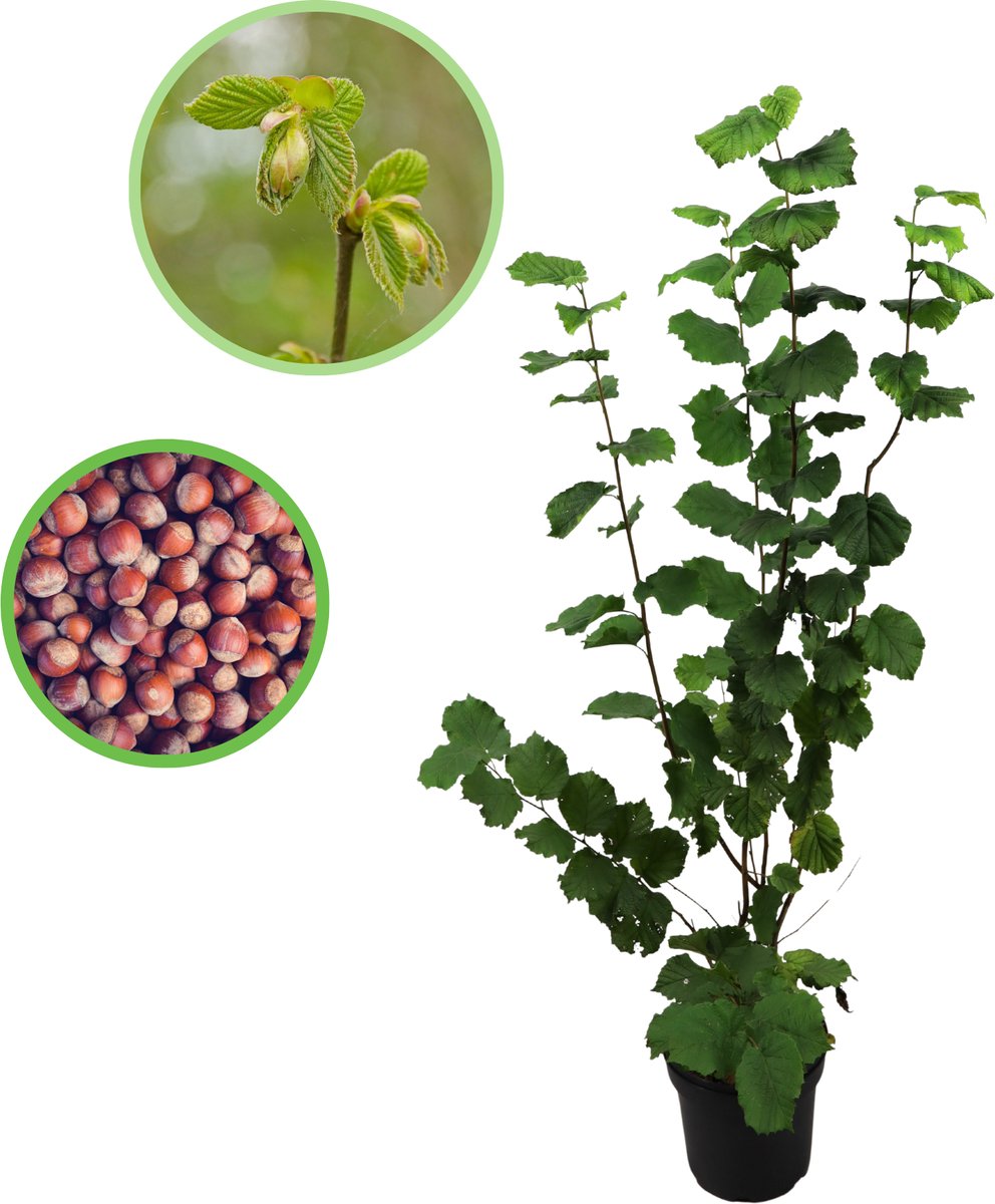 Hazelnoot 125-150 cm (in pot) - Corylus avellana - Ø26 cm - inheemse plant - groei eetbare hazelnoten - ideaal als haag