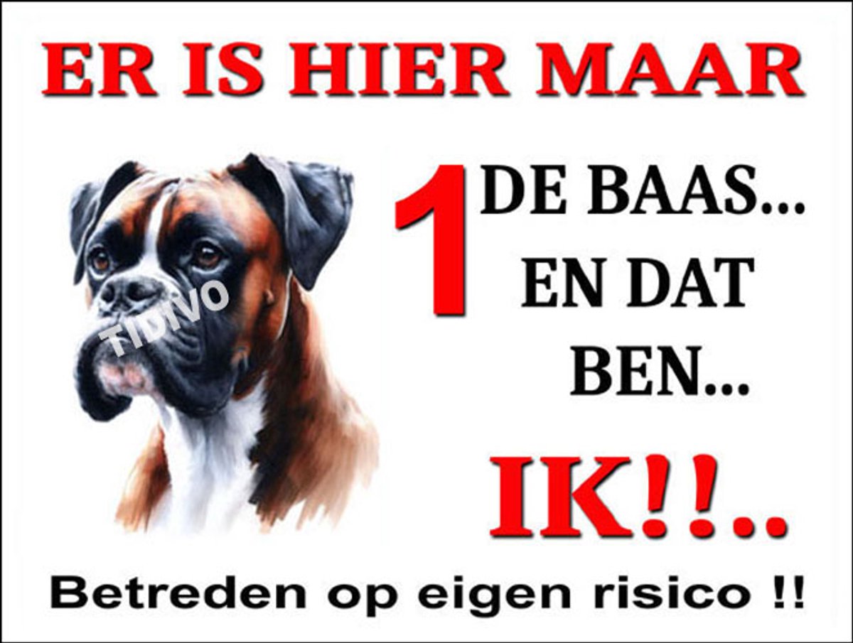 Boxer 26