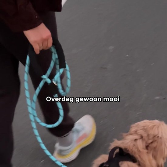 Laisse pour chien confortable avec poignée rembourrée - Laisse pour chien en nylon robuste - Riem pour Chiens