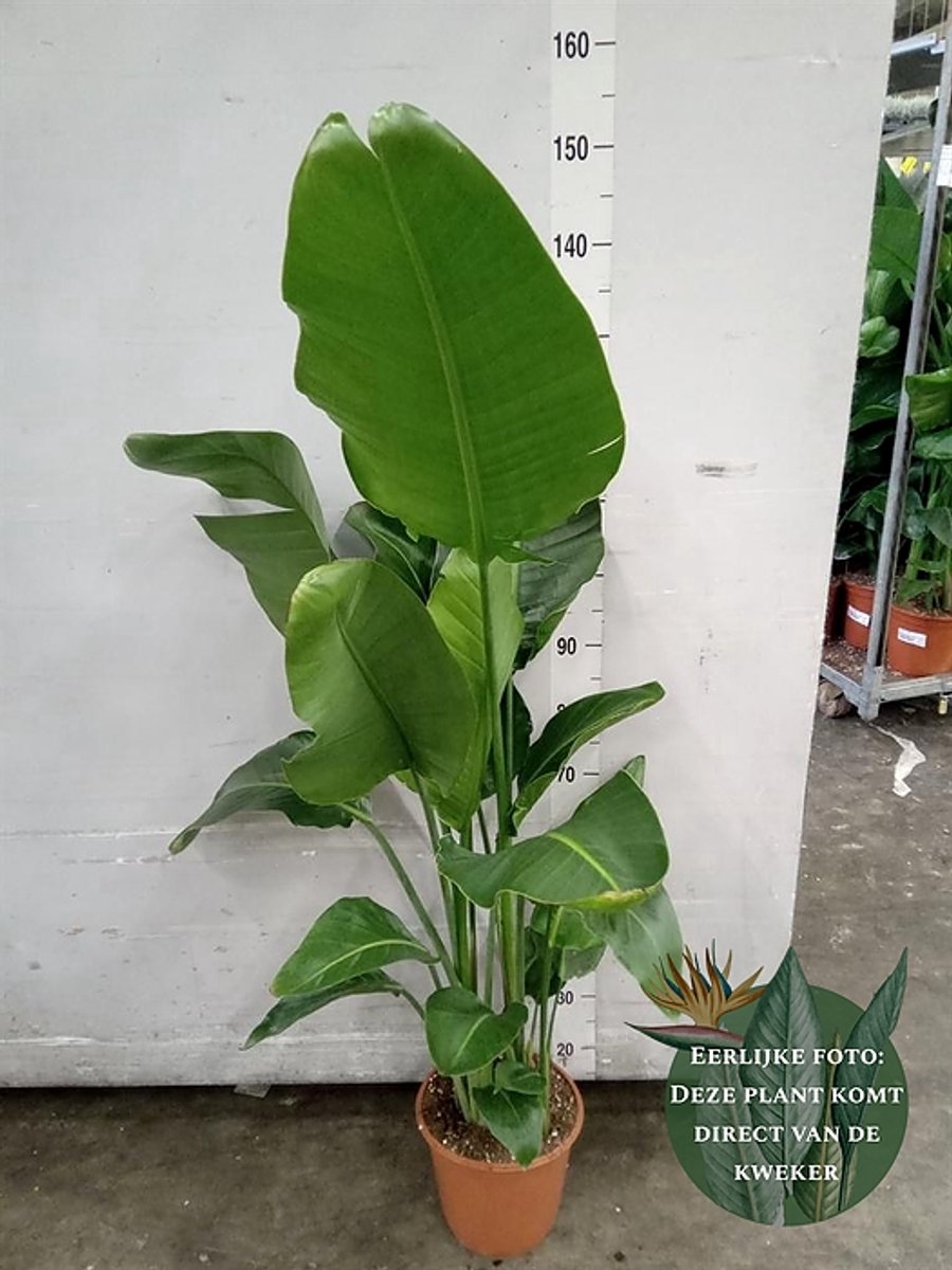 Strelitzia nicolai - Hoogte 120cm - Potmaat 24cm - Luchtzuiverende Kamerplant - Plant binnen