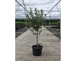 Malus domestica - Oude Appelboom 'Akmene' - Onderstam M111 - 45L pot - ca. 2m