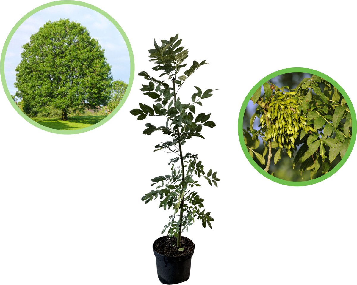 Es / Gewone es 100-125 cm (in pot) - Fraxinus excelsior - Ø23 cm - inheemse plant - vochtige standplaats - snelle groeier
