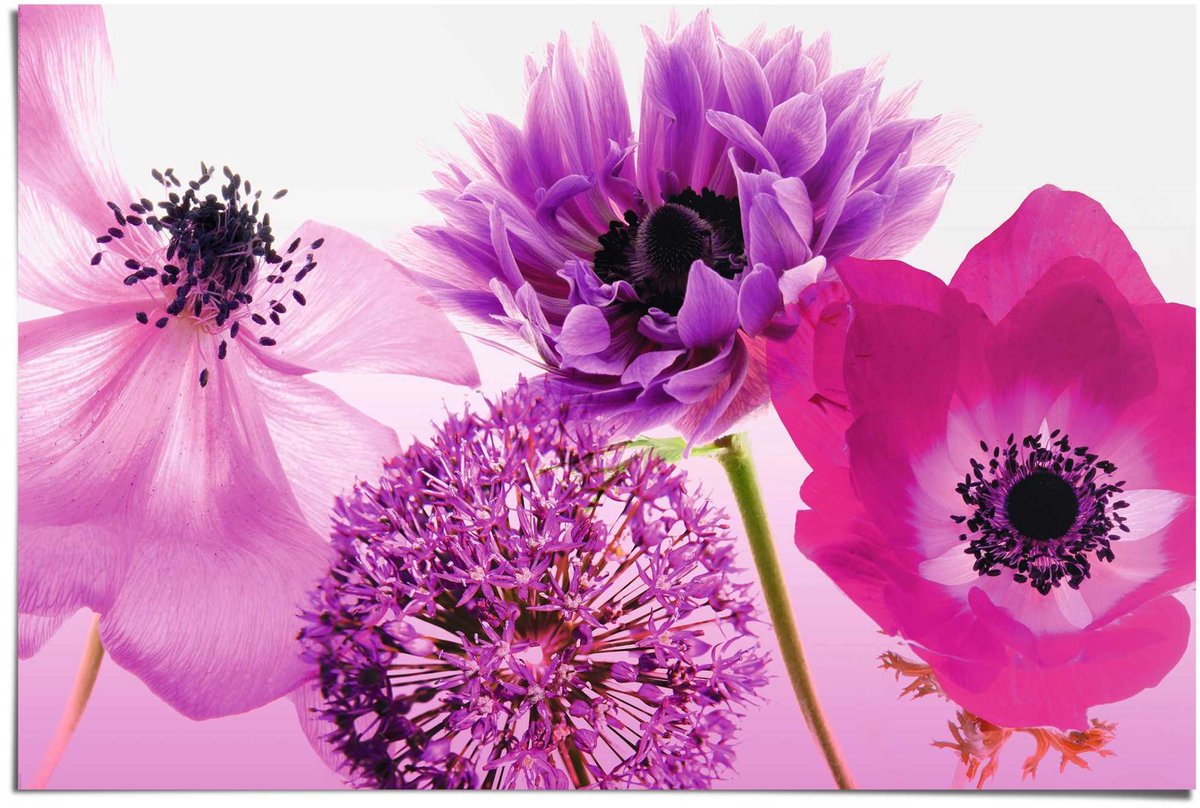 Poster Bloemen - 61 x 91,5 - Papier - REINDERS