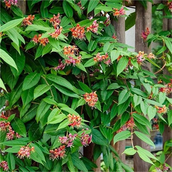 Clematis 'Early Sensation' - Bosrank, Groenblijvend Online Kopen Clematis 'Early Sensation' - Bosrank, Groenblijvend Online Kopen
