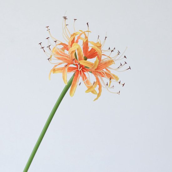 Een enkele oranje-gele Higanbana bloem met lange, dunne bloemblaadjes en meeldraden tegen een witte achtergrond.