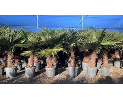 Sunny Tree - Palmboom - Trachycarpus fortunei - Winterharde Palmboom voor buiten - Hoogte: 150 cm
