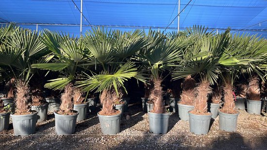 Sunny Tree - Palmboom - Trachycarpus fortunei - Winterharde Palmboom voor buiten - Hoogte: 160 cm