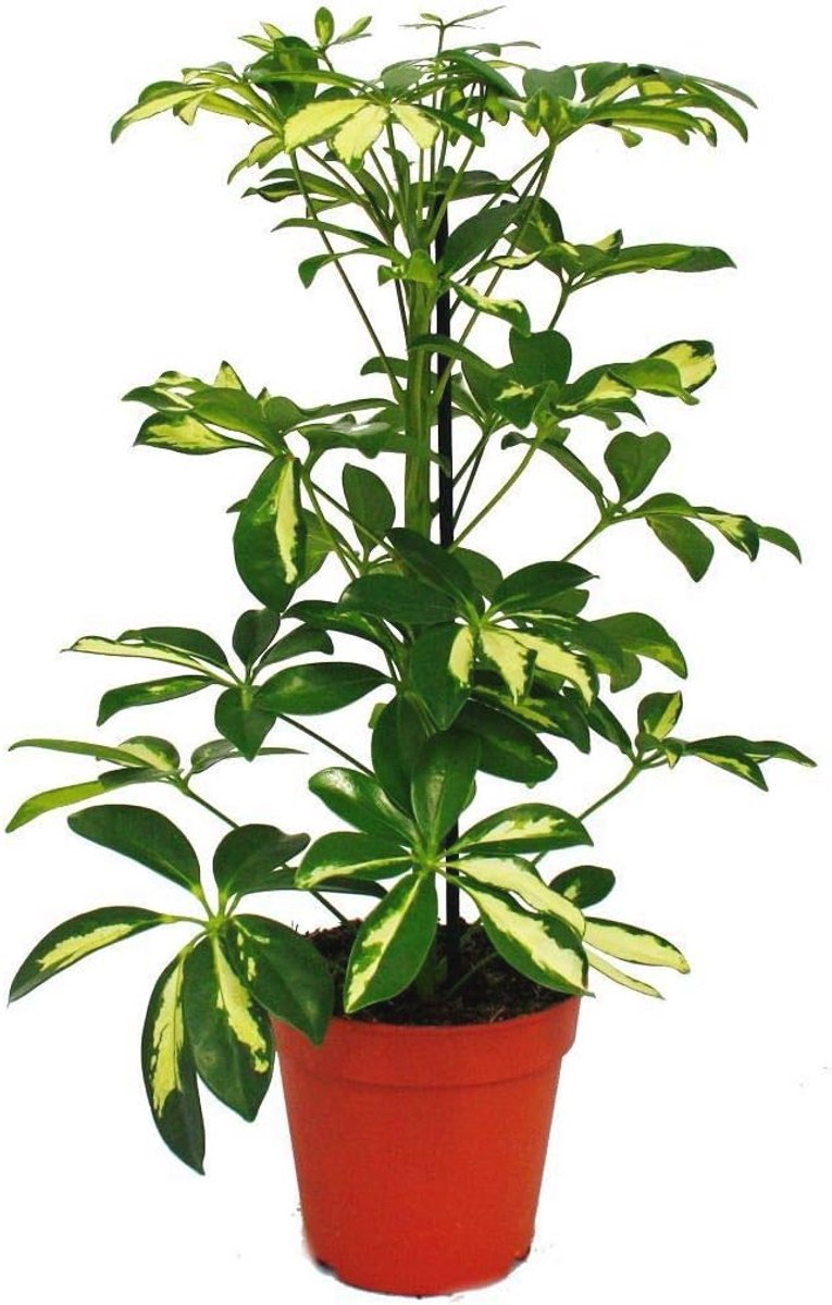 Onderhoudsvriendelijke Kamerplant met Kleurrijke Bladeren - Luchtreinigende Schefflera - 12 cm