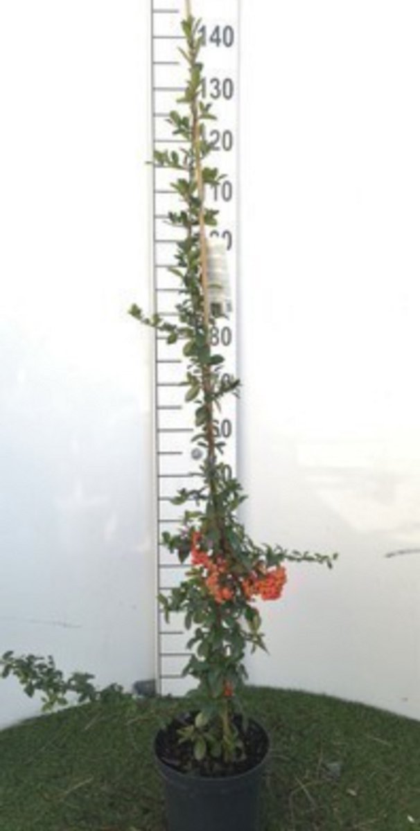 Pyracantha cocc. 'Red Column' - Vuurdoorn 80-100 cm | pot