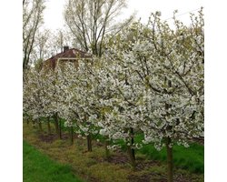 Plants Online BV - Planten - Tuinplanten - Heesters - Set van 1 - Wilde kers