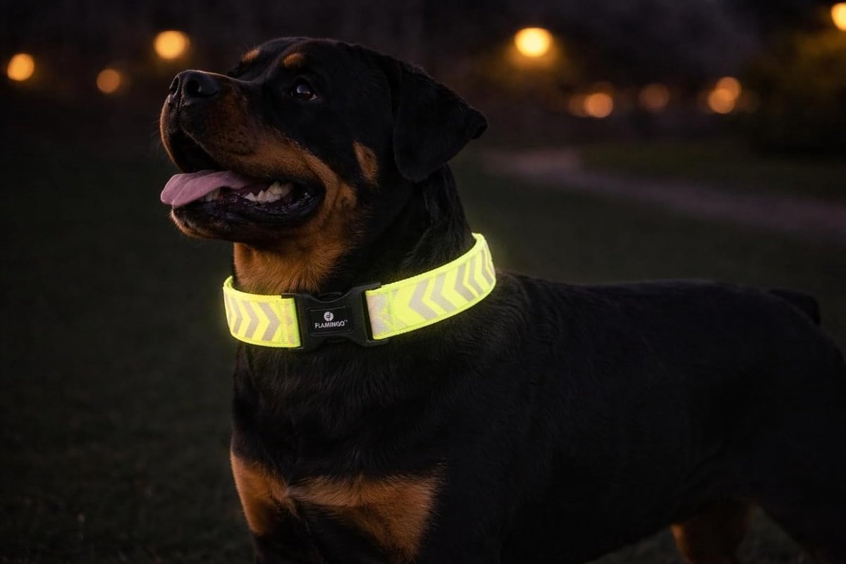 Halsband hond – Fergu Fluo geel XL – 55–75 cm – 40 mm breed – nylon – reflecterend – traploos verstelbaar – kliksluiting