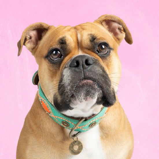 DWAM Halsband Janis - L (4 cm)