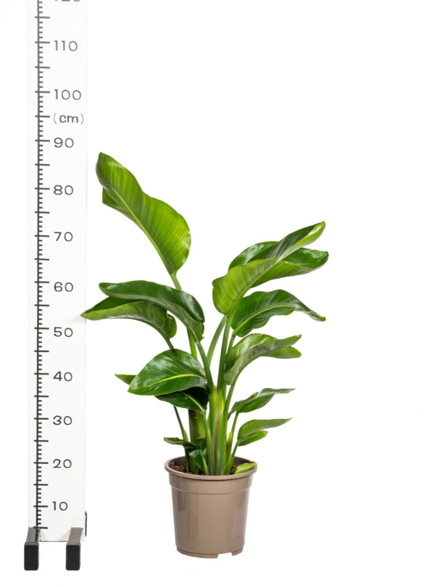 Strelitzia Nicolai Ø21cm - 90