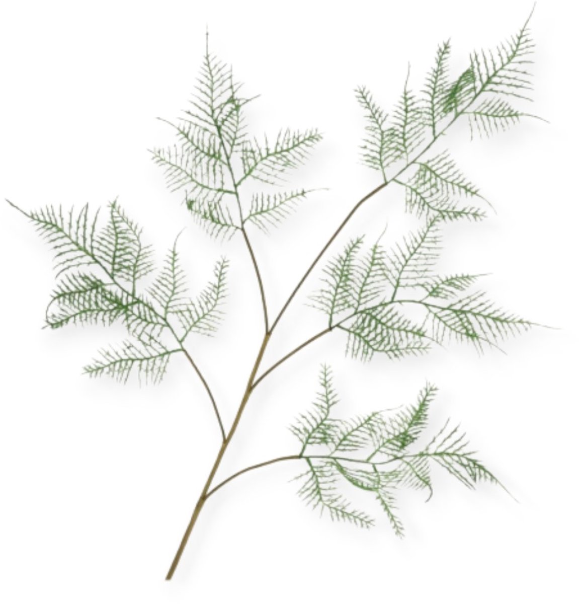 Daan Kromhout - Kunsttak - Varen - Silk Fern Asparagus - 107cm