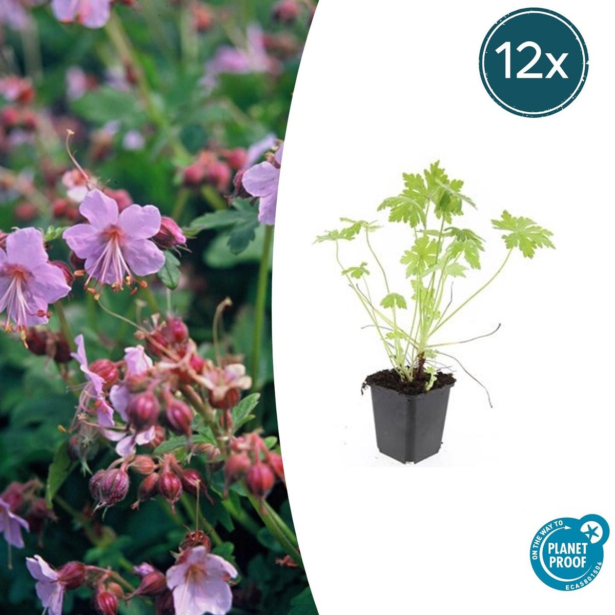 Trendyplants - Geranium macrorrhizum - 12 stuks - Ooievaarsbek - Winterhard - Hoogte 10-30 cm - Potmaat Ø9cm
