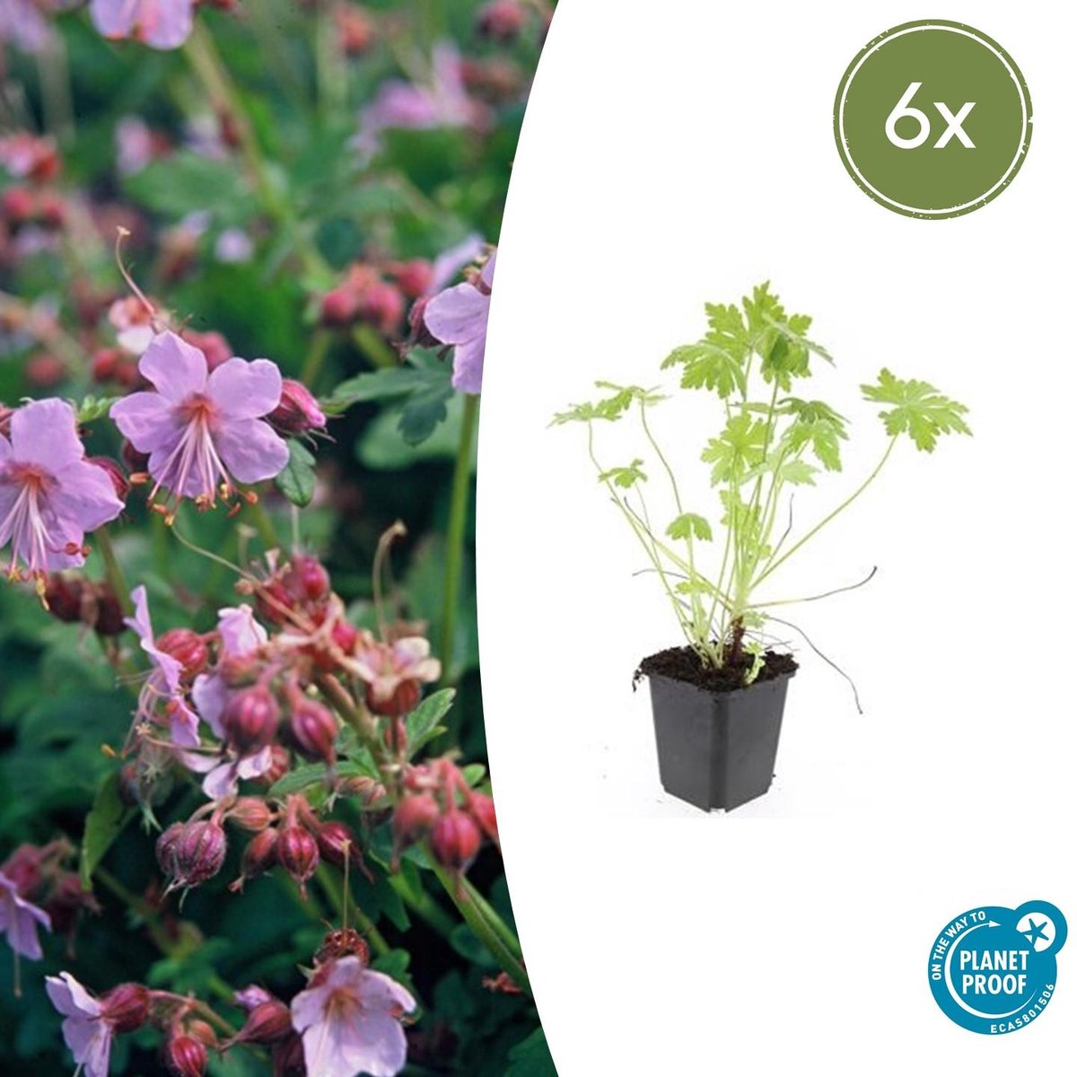 Trendyplants - Geranium macrorrhizum - 6 stuks - Ooievaarsbek - Winterhard - Hoogte 10-30 cm - Potmaat Ø9cm