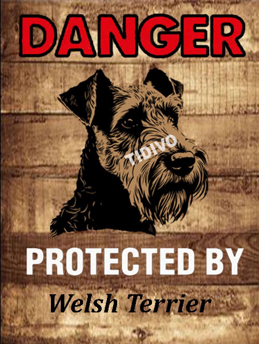 Welsh Terrier 19
